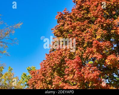 Ein Ahornbaum Blätter beginnen, rot für den Herbst zu werden Mit hellem blauen Tageshimmel und Erntemonde zeigt in Hintergrund Stockfoto