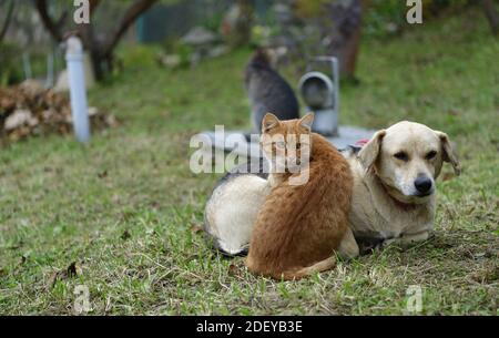 Haushund und Katzen zum Kuscheln als beste Freunde Verliebt Stockfoto