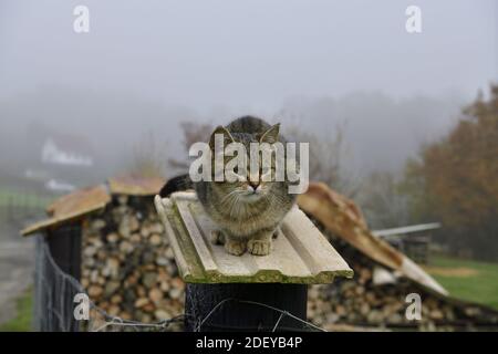 Kleine Kätzin sitzt auf einem Zaunmast und beobachtet Die Umgebung Stockfoto