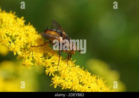 Tachina fera, vielleicht Tachina magnicornis (oft sehr ähnlich). Unterfamilie Tachininae. Stamm Tachinini. Familie Tachinidae. Blühender Goldrute Kanada Stockfoto