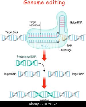 Genom-Bearbeitung. Molekulare Chirurgie mit CRISPR und Cas9. Erklärung des DNA- oder Gen-Editing-Prozesses. Die Nuklease Cas9 Stock Vektor