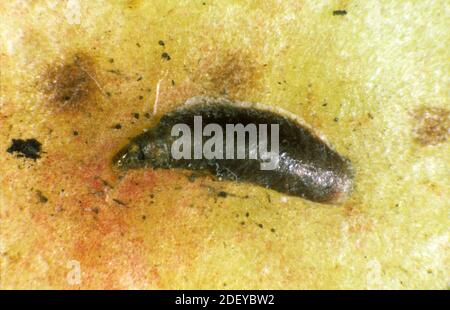 Erwachsene weibliche Apfelmuschelschuppen oder Austernschuppen (Lepidosaphes ulmi) Auf der Oberfläche einer Apfelfrucht Stockfoto