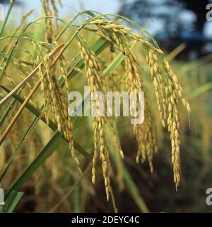Hängende Samenköpfe oder Ohren von Reispflanzen mit einzelnen langen Körnern bei der Ernte, Thailand Stockfoto