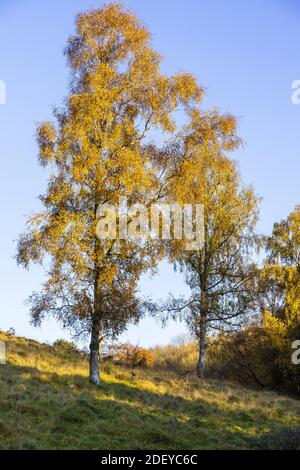 Herbst in den Cotswolds - Abendlicht auf einem Paar Silberbirken in Hilcot, Gloucestershire UK Stockfoto