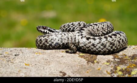 Gestreifte gemeine Viper Sonnenbaden auf einem Felsen mit Grün verschwommen Hintergrund Stockfoto