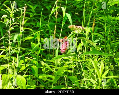 Orange Schmetterling sitzt auf Pink Flower unter Green Laub während Eine Spinne hängt auf dem Boden der gleichen Blume In voller Sonne auf der Prärie Stockfoto