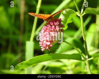 Silbergewaschene Fritilläre Schmetterlinge (Argynnis paphia) Ein Orange Schmetterling sitzt auf einer rosa Blume mit einem Spinne auf der Unterseite der Blume umgeben b Stockfoto