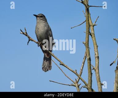 Grauer Catbird Vogel thront auf Top Tree Branch mit Blick auf Über Horizont mit hellblauem klarem Himmel im Hintergrund Stockfoto