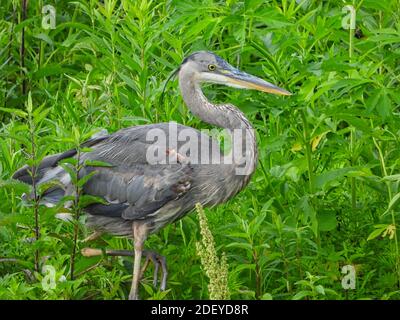 Nahaufnahme EINES Blaureiher-Vogels, während er läuft Mit einem Bein auf der Pond Bank mit lebhaftem Grün Sommer Laub im Hintergrund mit schönen Blau Stockfoto