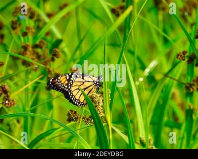 Monarch Schmetterling zeigt Unterseite des Flügels auf einer Wildblume darunter Blätter von Gras mit Perlen von Wasser auf sie bei Sonnenaufgang an einem Sommermorgen Nahaufnahme M Stockfoto