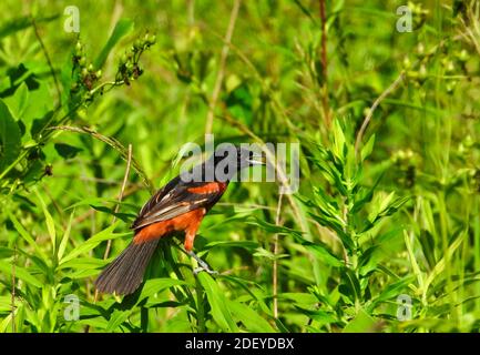 Orchard Oriole Vogel mit schwarzen und Kastanien bräunlich roten Federn Hoch auf Green Stem mit Schnabel geöffnet, umgeben von Grün Blätter und Laub auf einer Bbrücke Stockfoto