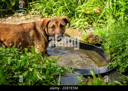 Anatolian shepherd dog Spielen im Hof an einem Sommertag Stockfoto