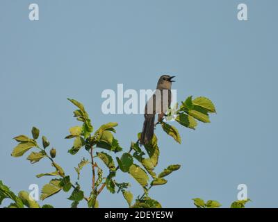 Grauer Catbird Vogel thront auf Top Tree Branch und singt Rücken mit Schnabel Offen gefüllt mit grünen Blättern mit Blau Himmel im Hintergrund Stockfoto