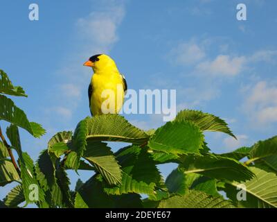 American Goldfinch Vogel schaut mit seinen leuchtend gelben Federn seitwärts Sitzt auf dem Baum Zweig mit grünen Blättern gefüllt Und das wunderschöne Bright Blue Stockfoto