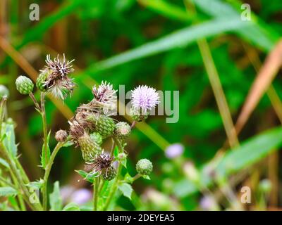 Cirsium Thistle Purple Wildflower Weed wächst in einer Wiese Prairie An einem Sommertag Stockfoto