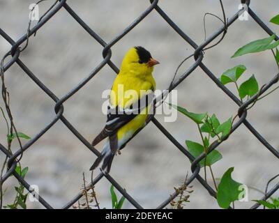 Männlich American Goldfinch Vogel thront auf Kettenglied Zaun mit Grün belaubte Reben verflochten in Metall-und Kiesweg verschwommen Im Hintergrund Stockfoto
