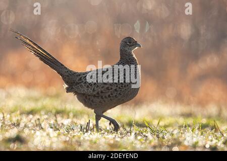 Weibliche Fasane, die im Frühling auf Gras läuft, während es regnet Stockfoto