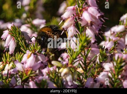 Königin frühe Bumblebee (Bombus pratorum) im späten Winter Fütterung von einem Patch von Heather oder Ling (Ericaceae sp.). Zeigt Befall von Bumblebee Milben ( Stockfoto