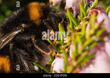 Makro Nahaufnahme einer Königin frühe Bumblebee (Bombus pratorum) im Spätwinter Fütterung von einem Fleck Heidekraut oder Ling (Ericaceae sp.). Zeigt Befall Stockfoto