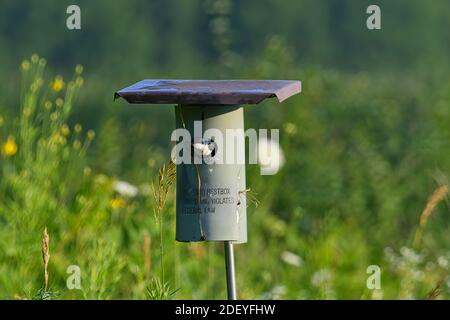 Baum Schwalbe Vogel Pokes aus Bluebird Nesting Box zeigt Schillernde blaue Federn im Sonnenlicht Stockfoto