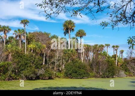 Blick auf den Guana-Fluss mit grünen Algengewässern und hohen Sabal-Palmen in der Nähe der Atlantikküste in Ponte Vedra Beach, Florida. (USA) Stockfoto