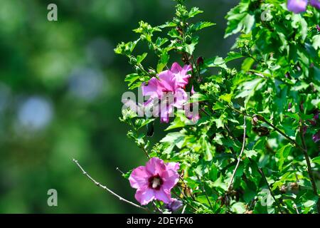 Rubinkehlige Kolibri, die Nektar von einer purpurnen Hibiskusblüte fressen Ein sonniger Tag Stockfoto