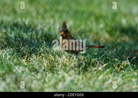 Nördlicher Kardinalweiblicher Vogel steht im Gras mit Samen im Mund mit Kopfwappen-Gefieder mit schönen braunen, roten und orangen Federn Stockfoto