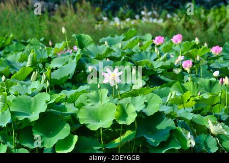 Rosa Lilie Blüte zwischen Blütenknospen und üppiges großes Grün Blätter Stockfoto