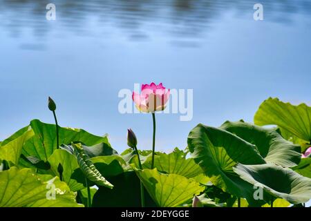 Single Blooming Pink Water Lily erhebt sich über groß und üppig Grüne Blätter mit ruhigem blauem Wasser im Hintergrund Stockfoto