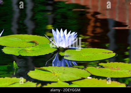 Weiße und blaue Wasserlilie, Kaplilie umgeben von grünen Lily Pads mit Reflexion im Wasser Stockfoto