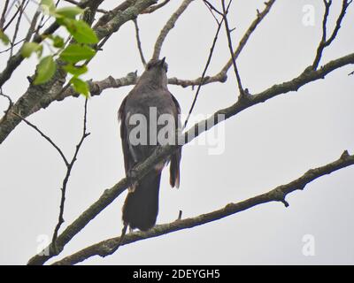 Grauer Catbird Vogel thront auf Zweig an einem wolkigen Tag Blick geradeaus Schnabel auf und aus Stockfoto