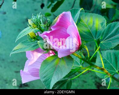 Rosa Hibiskusblüten Nahaufnahme Makro mit grünen Blättern und andere Grüne Fauna und Laub im Hintergrund Stockfoto