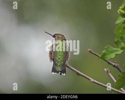 Rubinkehlige Kolibri isoliert auf Bush Stem von der Rückseite genommen Wie sieht es zur Seite mit langen gerade Schnabel Schillernde grüne Federn und Halo Stockfoto