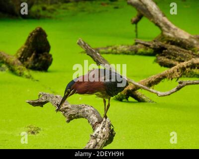 Grüner Reiher Vogel mit einem kleinen Teil seiner Zunge heraus in der Fischhaltung, die auf einem Baumzweig über einem Teich mit einem vollen, hellen grünen Entenweed Bloom C thront Stockfoto