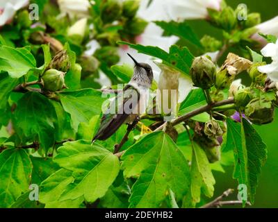 Rubinkehlige Kolibri, die auf einem Zweig umgeben von grünen Blättern thront Und Hibiscus-Blüten Knospen als junger männlicher Kolibri aufschaut Rote Feder Wird Angezeigt Stockfoto