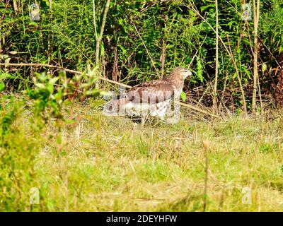 Ein Red-tailed Hawk Bird of Prey Raptor in einem Profil Blick wie es auf dem Boden in einer Prärie sitzt Feld vor der grünen Bürste auf einem sonnigen Sommer Tag Stockfoto