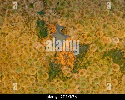 Luftaufnahme von Torfmoor Muster mit See, grün orange Moose im Sumava Nationalpark, Tschechische republik.Bunte Luftlandschaft.Draufsicht Drohne erschossen Stockfoto