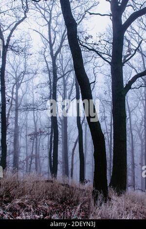 Magische alte Bäume im Nebel.erstaunlich nebligen Wald.Fantasy-Landschaft mit neblig Wald, morgendlicher Frost.Märchenwald im Herbst.Wald.Verzauberter Baum.Misty Stockfoto