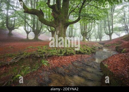 Buchenwald im Sommer Stockfoto