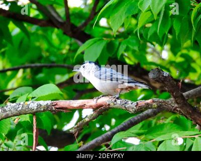 Weißreihige Nuss Hatch Bird Spaziergänge auf einem Baum Zweig umgeben Von grünen Blättern an einem Sommertag Stockfoto