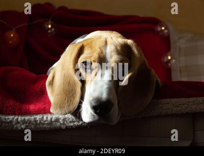 beagle liegt auf einem Sofa mit weihnachtlicher Girlande Stockfoto