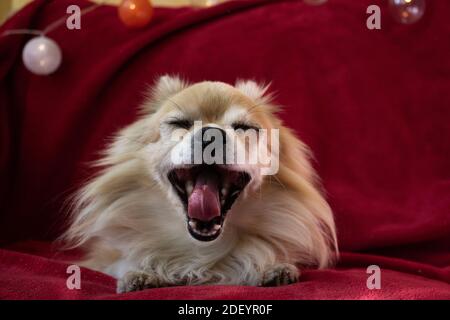 chihuahua gähnt auf weihnachtlicher roter Decke auf Sofa unter Girlande Stockfoto