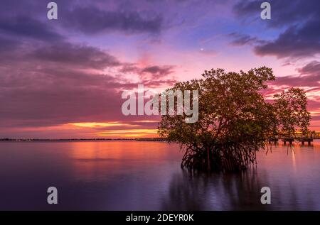 Mangrovenbaum bei Sonnenaufgang am Jensen Beach Florida Stockfoto