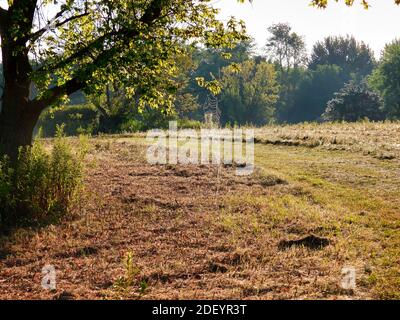 Spinnennetz mit Tau hängt am Boden von Baum Zweig auf der Prairie bei Sonnenaufgang an einem Sommermorgen Stockfoto