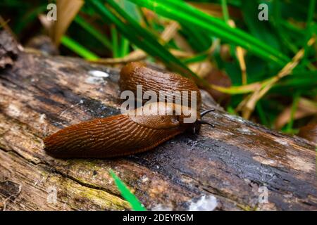 Nahaufnahme der gemeinen braunen spanischen Schnecke auf Holzbalken draußen. Große schleimige braune Schneckenschnecken krabbeln im Garten Stockfoto