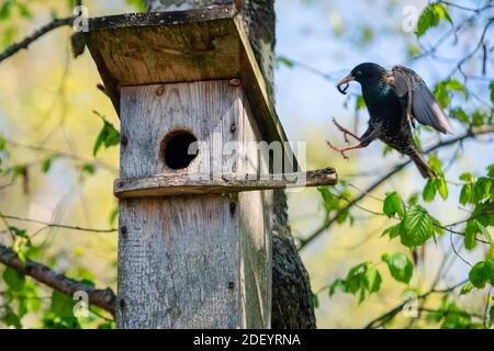 Starling Vogel ( Sturnus vulgaris ) bringt Wurm in die hölzerne Nistbox im Baum. Vogelfütterung Kinder in Holz Vogelhaus hängen an der Birke Stockfoto