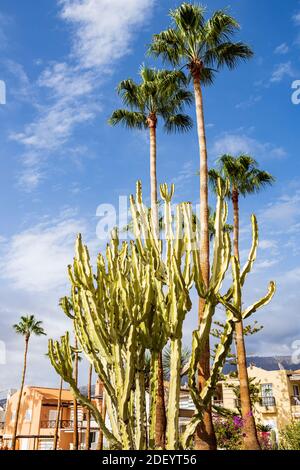 Hohe Palmen und Kakteen in den Gärten einer Ferienanlage in Costa Adeje, Teneriffa, Kanarische Inseln, Spanien Stockfoto