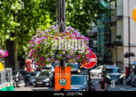 London, Großbritannien - 22. Juni 2018: Straße mit Nahaufnahme von hängenden Blumenkorb auf Lampe Post an sonnigen Sommertag und Zeichen für Nachbarschaft beobachten Stockfoto