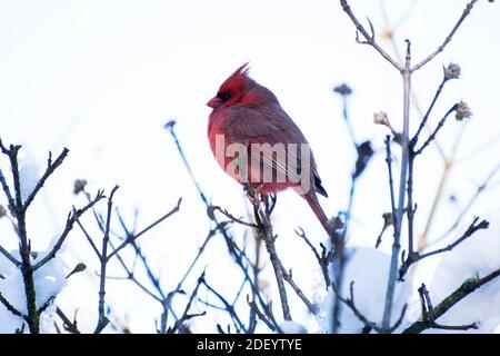 Ein roter männlicher Kardinal sitzt in einem Baum Stockfoto