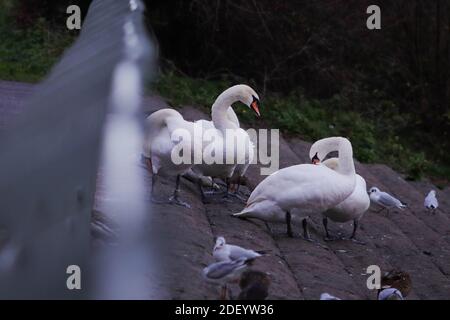 Eine Gruppe Schwäne auf einem Damm, umgeben von Seevögeln Und Enten Stockfoto